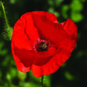 Red-Poppy